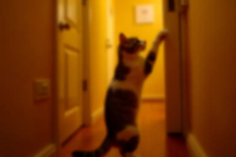 Cat reaching for a door handle with an outstretched paw
