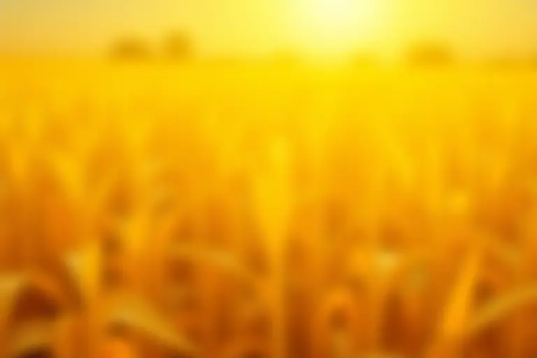 Crops in a field with bleached and damaged leaves