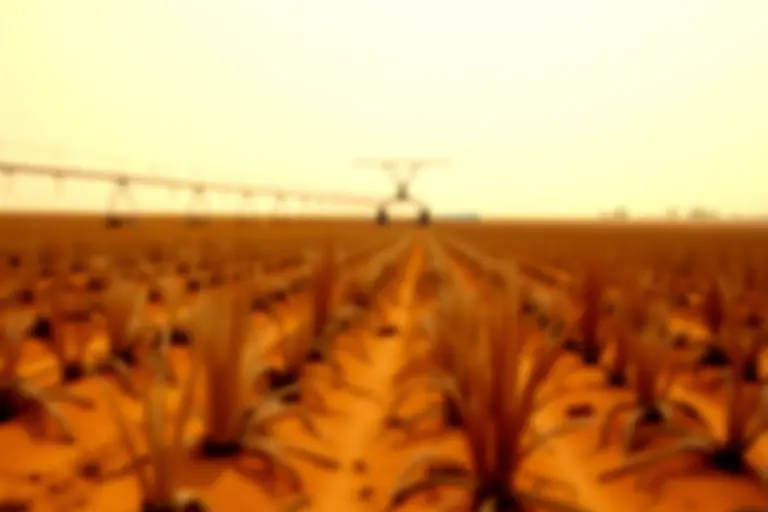 Withered crops in a dry brown field