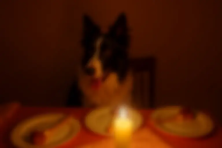 Dog looking disapprovingly at a human eating dinner