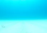What If All Coral Reefs Vanished?