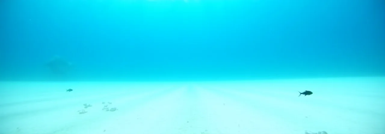 What If All Coral Reefs Vanished?