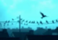 What If Crows Organised Into Armies?