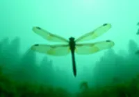 What If Oxygen Levels Doubled?