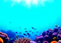 What If the Great Barrier Reef Fully Recovered?