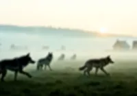 What If Wolves Were Reintroduced Across Europe?